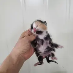 북구 검은색흰색황토색조합 한국 고양이 성별 미상