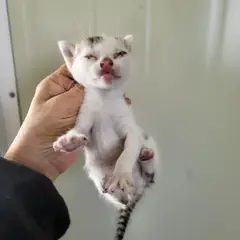 북구 검은색흰색황토색조합 한국 고양이 성별 미상
