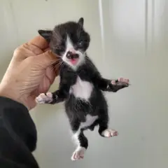 북구 기타(검은색흰색) 한국 고양이 성별 미상