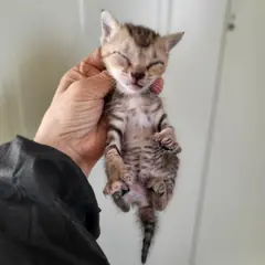 북구 평행·전체·부분줄무늬 한국 고양이 성별 미상