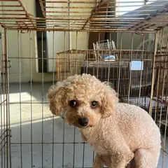 북구 크림색 푸들 암컷