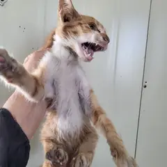 북구 레몬색&흰색 한국 고양이 성별 미상