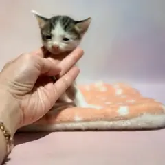 해운대구 기타(갈색+흰색) 믹스묘 암컷