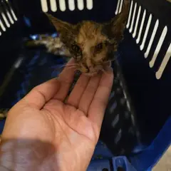 해운대구 기타(갈색+흰색) 믹스묘 암컷