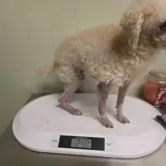 해운대구 흰색 푸들 수컷