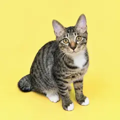 해운대구 기타(갈색 검정) 한국 고양이 수컷