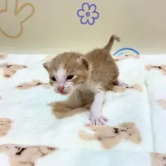 해운대구 기타(갈색+흰색) 믹스묘 수컷