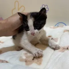 해운대구 기타(검+갈+흰) 믹스묘 암컷