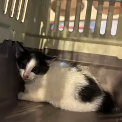 해운대구 기타(검정+흰색) 믹스묘 수컷