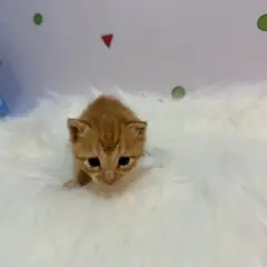 해운대구 갈색 믹스묘 수컷