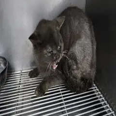 해운대구 기타(회색) 브리티시 쇼트헤어 수컷
