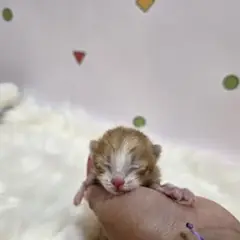 해운대구 기타(갈색+흰색) 믹스묘 수컷