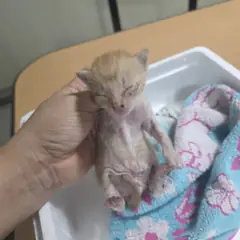 사하구 레몬색&흰색 한국 고양이 성별 미상
