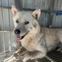 사하구 흰색 믹스견 암컷