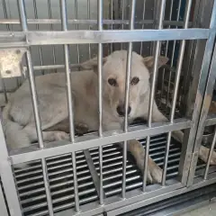 사하구 흰색 믹스견 수컷