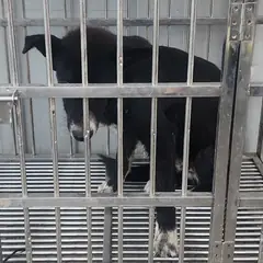 사하구 검정색 믹스견 수컷