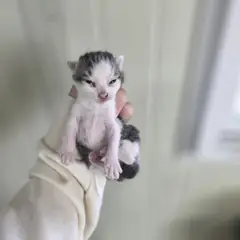 사하구 흰색/검은색 얼룩무늬 한국 고양이 성별 미상