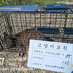 사하구 흰색/검은색 얼룩무늬 한국 고양이 성별 미상