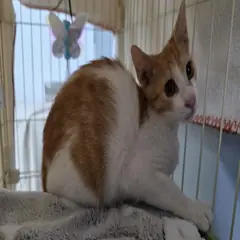 금정구 기타(갈+흰) 믹스묘 수컷