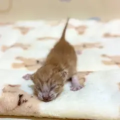금정구 갈색 믹스묘 수컷