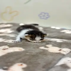 금정구 기타(갈색+흰색) 믹스묘 수컷