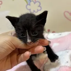 금정구 기타(검정+흰색) 믹스묘 수컷