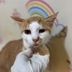 금정구 기타(갈+흰) 믹스묘 수컷