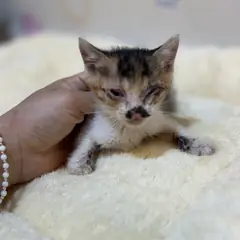 금정구 기타(검+갈+흰) 믹스묘 암컷