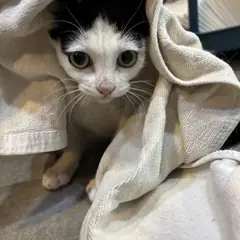 금정구 기타(검+흰) 믹스묘 암컷