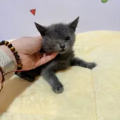 금정구 기타(회색) 러시안 블루 수컷