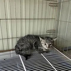강서구 평행·전체·부분줄무늬 한국 고양이 성별 미상
