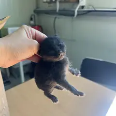 강서구 검정색 한국 고양이 성별 미상