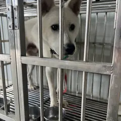 강서구 흰색 믹스견 수컷
