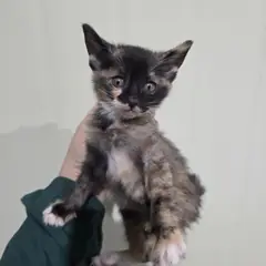 강서구 검은색흰색황토색조합 한국 고양이 성별 미상