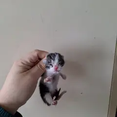 강서구 흰색/검은색 얼룩무늬 한국 고양이 성별 미상