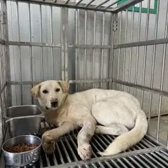 강서구 흰색 믹스견 수컷