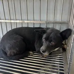 강서구 검정색 믹스견 암컷