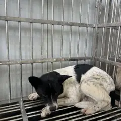 강서구 검정&흰색 믹스견 암컷