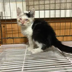 연제구 기타(검은색흰색) 한국 고양이 암컷