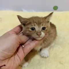 수영구 기타(갈+흰) 믹스묘 암컷