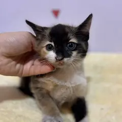 수영구 기타(검+갈+흰) 믹스묘 암컷