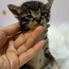 수영구 기타(갈색+흰색) 믹스묘 암컷