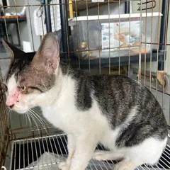 사상구 평행·전체·부분줄무늬 한국 고양이 암컷