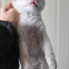 사상구 검은색흰색황토색조합 한국 고양이 성별 미상