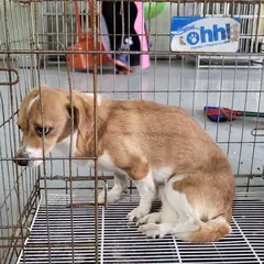 사상구 흰색&황갈색 믹스견 암컷