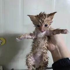 사상구 레몬색&흰색 한국 고양이 성별 미상