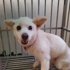 기장군 흰색 믹스견 암컷