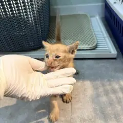 기장군 기타(갈색) 한국 고양이 수컷