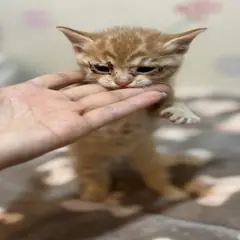 기장군 기타(갈색+흰색) 한국 고양이 암컷