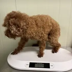 기장군 갈색 푸들 수컷